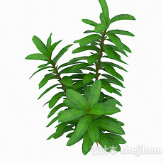 细长型叶子植物3d模型下载