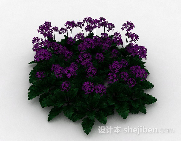 园林紫色花朵观赏花卉