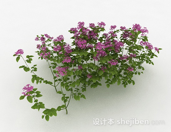 室外紫色装饰花卉