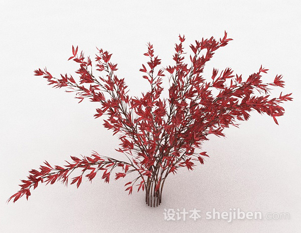 红色树叶观赏型植物