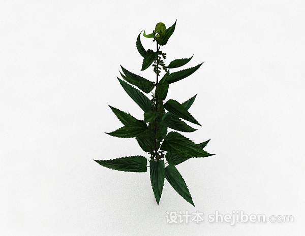 设计本绿色荨麻类植物3d模型下载