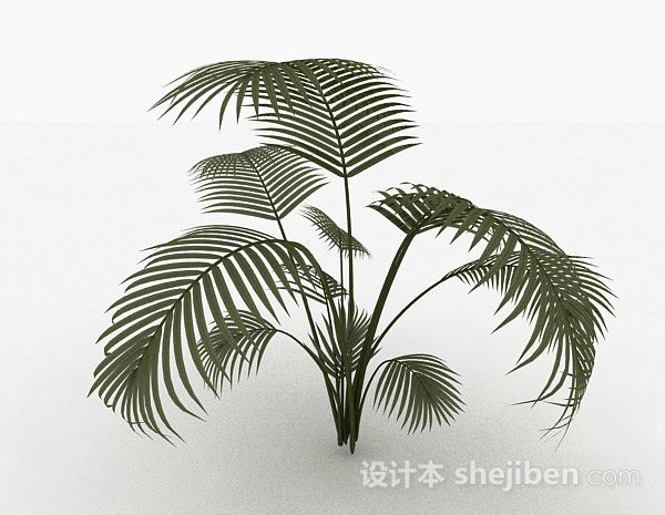 设计本高大蕨科类植物3d模型下载