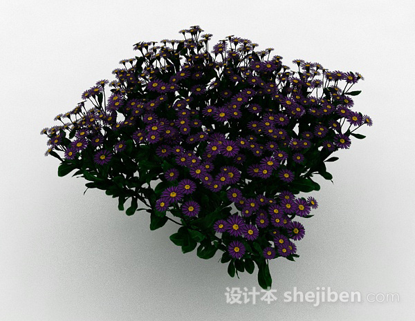 紫色花朵植物花卉