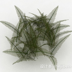 细叶蕨科类植物3d模型下载