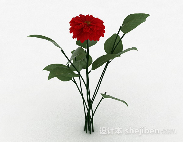 红色室外花卉植物