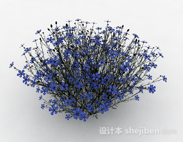蓝色花朵植物花卉