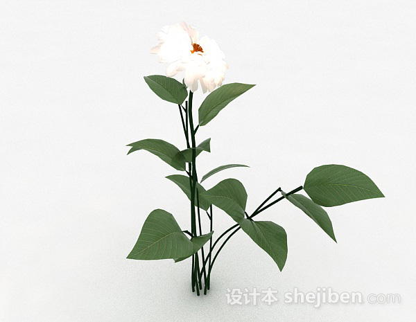 白色花卉植物