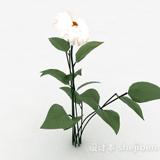 白色花卉植物3d模型下载