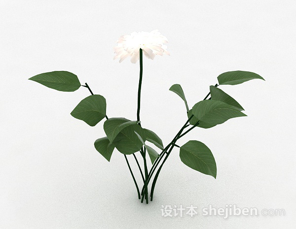 白色室外花卉植物