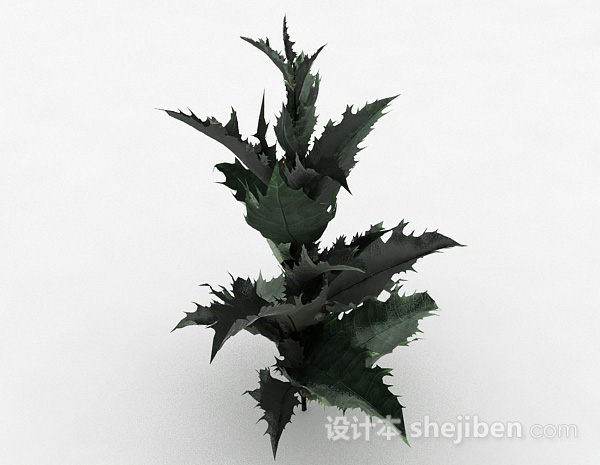 设计本带刺叶子植物3d模型下载