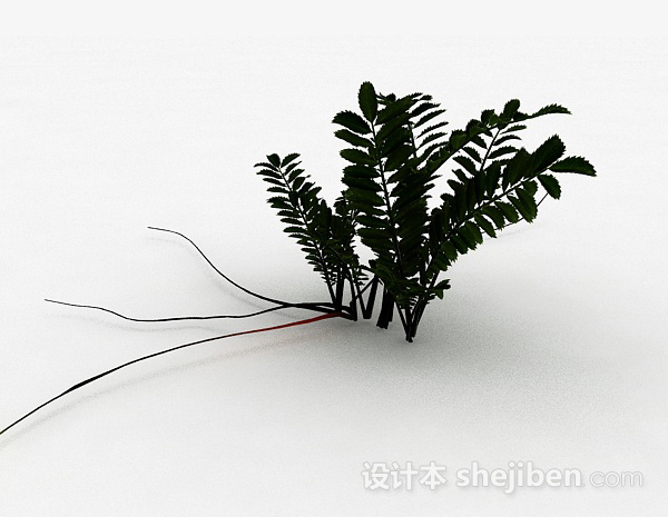 其它蕨类植物3d模型下载