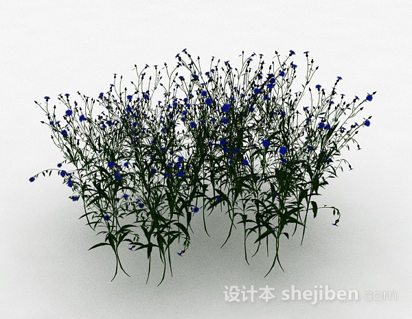 公园观赏型蓝色花朵花卉