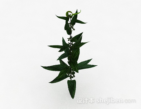 其它绿色荨麻类植物3d模型下载