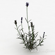 单株紫色花朵植物3d模型下载