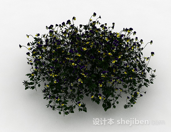 黄紫双色小花观赏花卉