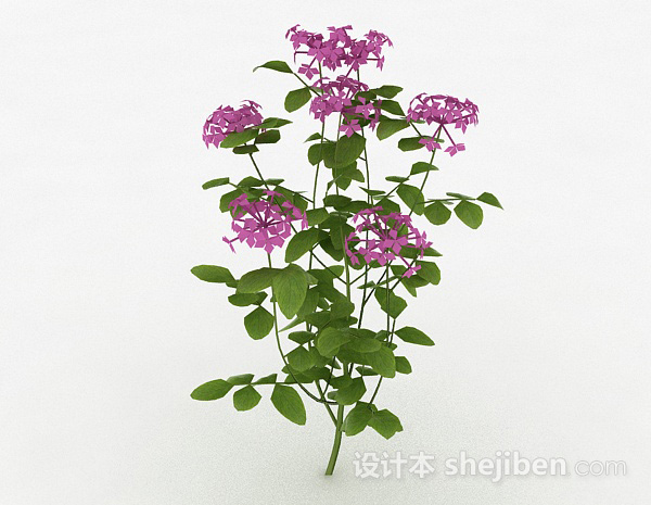 紫色花卉装饰植物