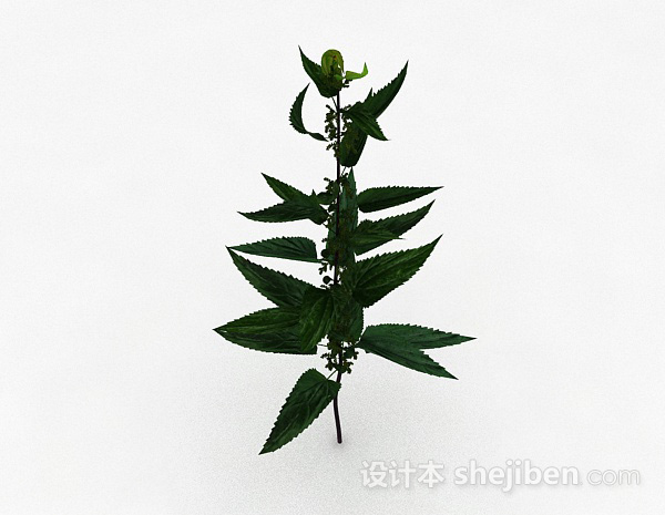 免费绿色荨麻类植物3d模型下载