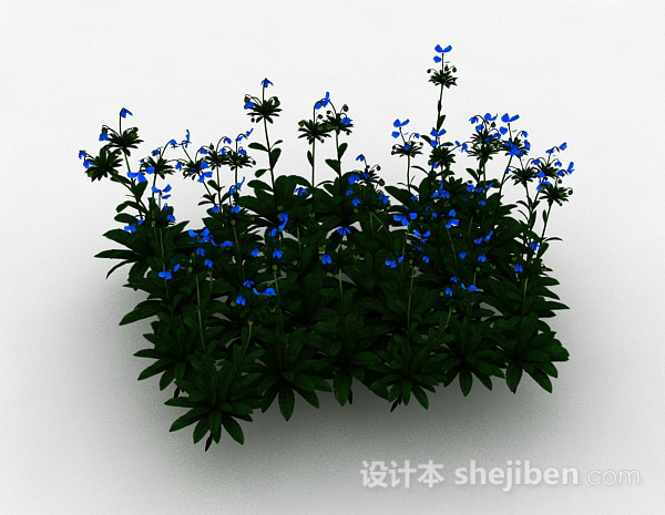 蓝色小花室外花丛
