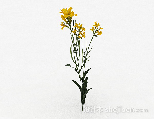 黄色花卉植物