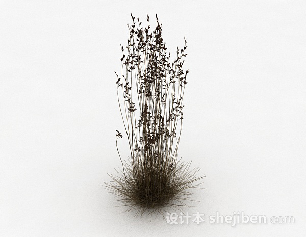 其它小草植物3d模型下载