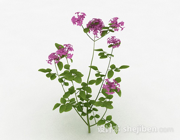 紫色户外花卉植物