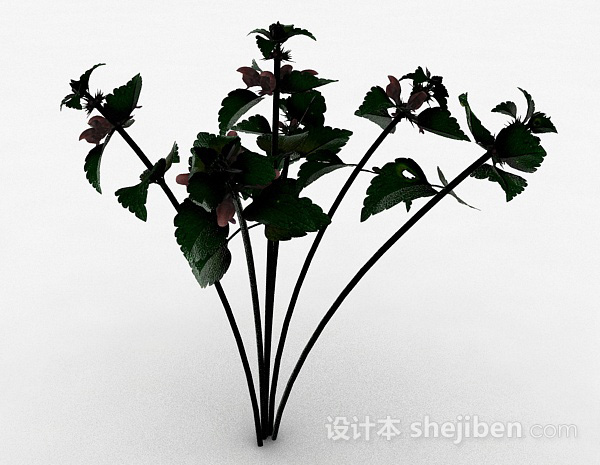 其它绿色草本植物3d模型下载